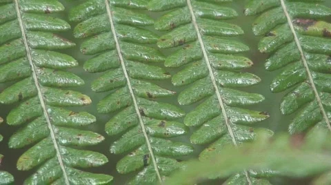 Rain Forest 3 - Hawaii Stock Footage 652332
