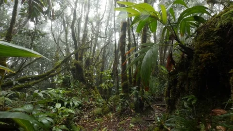 Rain forest 5 Stock Footage 80394544