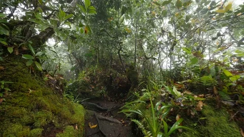 Rain forest 6 Stock Footage 80394495