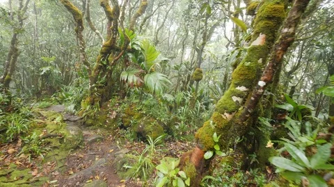 Rain forest 7 Stock Footage 80394944