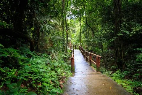 Rain forest and bridge Stock Photos