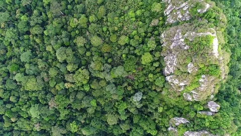 Rain forest and limestone formation as seen from above. Video stock 79424785