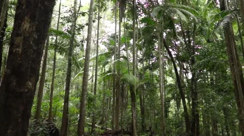 A rain forest in Australia landscape Stock Footage 47945934