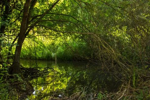 Rain forest Baltata reservation Stock Photos