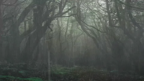 Rain forest - Beautiful landscape in the rainforest Stock Footage 194896716