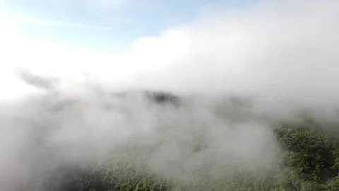 Rain Forest Borneo Stock Footage 171361274