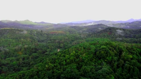 RAIN FOREST IN BORNEO Stock Footage 247860436
