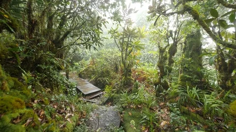 Rain forest bridge 2 Stock Footage 80395167