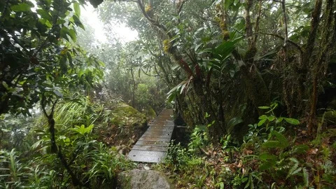 Rain forest bridge Stock Footage 80395542