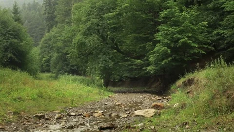 Rain in the forest. Calm stream of water under the trees Stock Footage 203950044