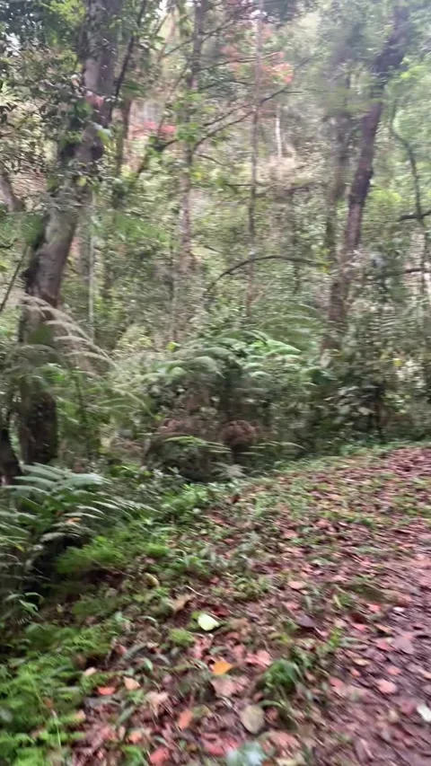 Rain forest in Cameron Highlands Vidéo 343428428