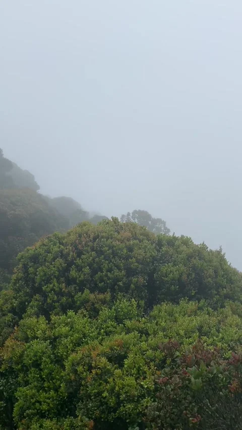 Rain forest in Cameron Highlands Видео 343428490