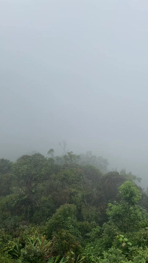 Rain forest in Cameron Highlands Vídeo Stock 343428491