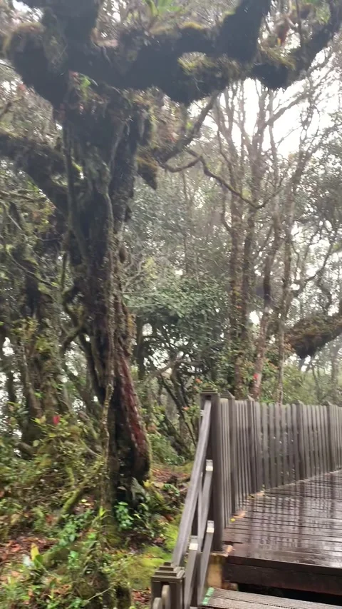 Rain forest in Cameron Highlands Vídeo Stock 343428508
