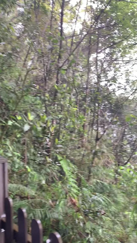 Rain forest in Cameron Highlands Stock-Footage 343428519