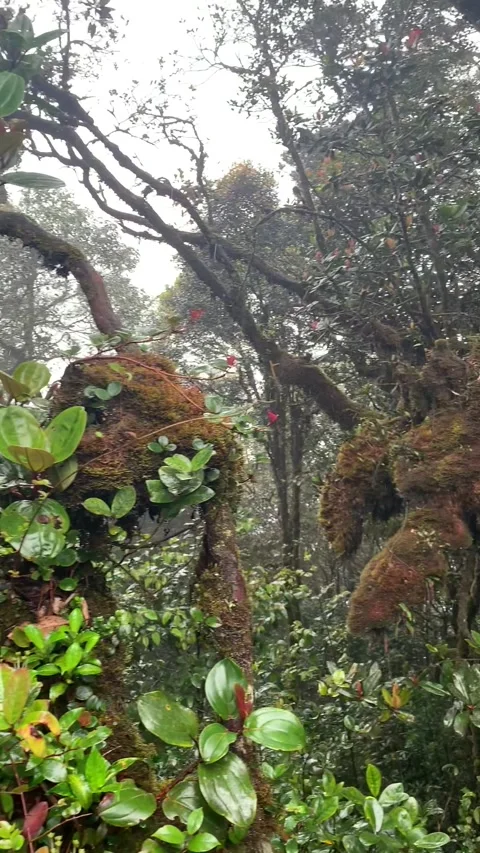 Rain forest in Cameron Highlands Stock Footage 343428520