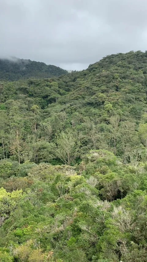 Rain forest in Cameron Highlands Stock-Footage 343428595
