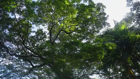 Rain forest Canopy Trees Stock Footage 288851359