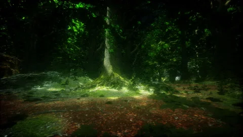 Rain forest in Central America Stock Footage 238460726