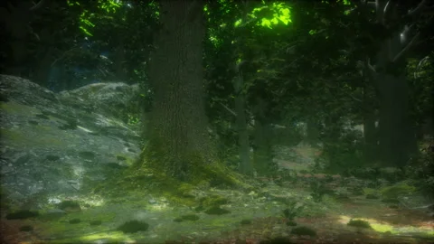 Rain forest in Central America Stock Footage 248729648