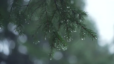 Rain in the forest, close-up of a spruce branch, slow-mo. Green tree Stock Footage 217395985