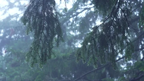 Rain in the forest. Close-up of a spruce branch in the rain. Raindrops falling Stock Footage 221767703