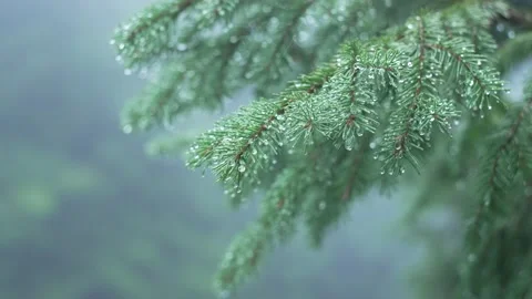 Rain in the forest, close-up of a spruce branch, slow-mo. Green tree Stock Footage 228732121