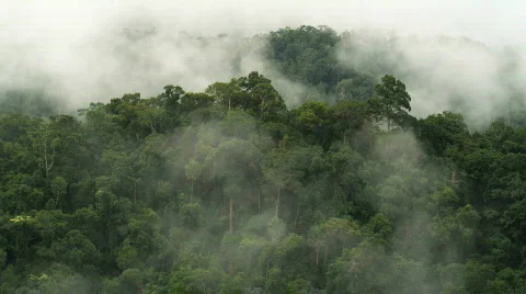 Rain forest with clouds pan 스톡 동영상 420478