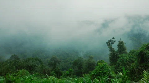 Rain forest clouds time-lapse nr 1 스톡 동영상 266802