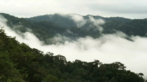 Rain forest clouds time-lapse nr 2 스톡 동영상 420469