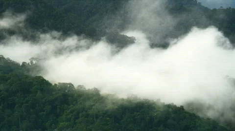 Rain forest clouds time-lapse nr 4 스톡 동영상 420664