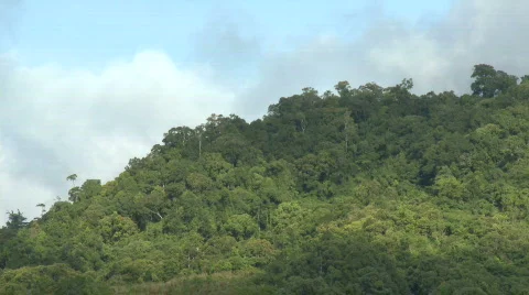 Rain Forest covered hill top 스톡 동영상 608284