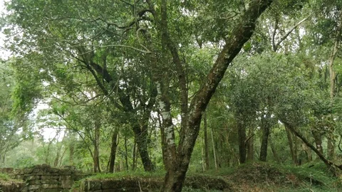 Rain forest covers ruins in the Jesuit reduction of our lady of Santa Ana Stock Footage 87724008
