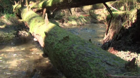 Rain Forest Creek with log in foreground Video stock 327937