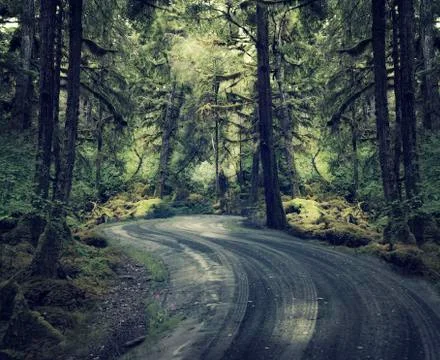 Rain forest with a dirt road Stock Photos