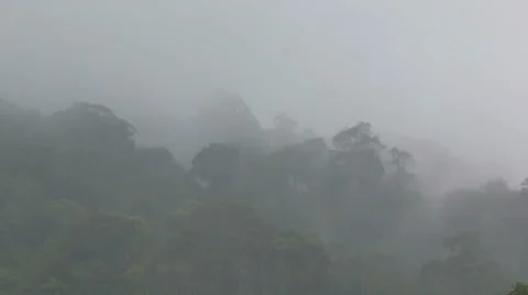 Rain in the forest during its rainy season Video stock 55272561
