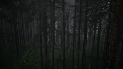 RAIN FOREST EPIC Stock Footage 56187136