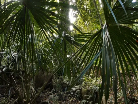 Rain forest fig tree canopy sunlight though foliage Stock Footage 74302793
