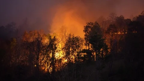 Rain forest fire disaster is burning caused by humans Stock Footage 126649461