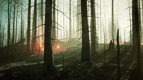 Rain forest fire disaster is burning caused by humans Stock Footage 194959016