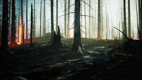 Rain forest fire disaster is burning caused by humans Stock Illustration