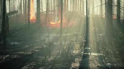 Rain forest fire disaster is burning caused by humans Stock Illustration