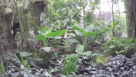 Rain forest flora Stock Footage 83621220