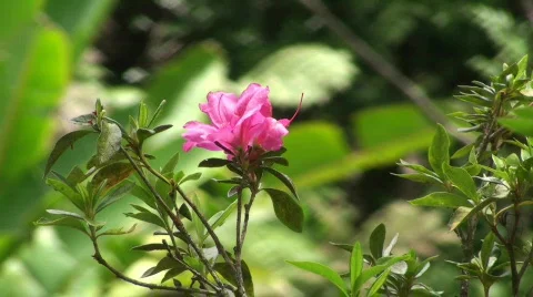 Rain forest flower Stock Footage