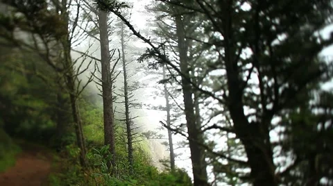 Rain forest fog 2 Stock Footage 1035937