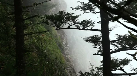 Rain forest fog Stock Footage 1035612