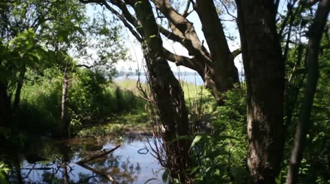 Rain Forest Stock Footage 7340705