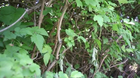 Rain Forest Stock Footage 7343042