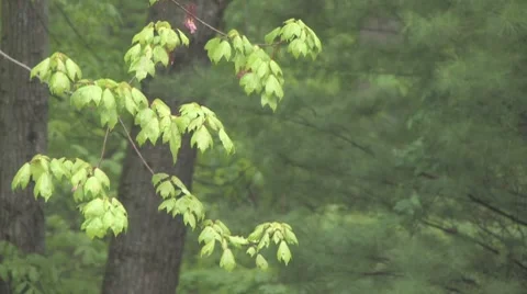 Rain in the forest 스톡 동영상 8565133