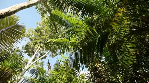 Rain Forest Stock Footage 10753243